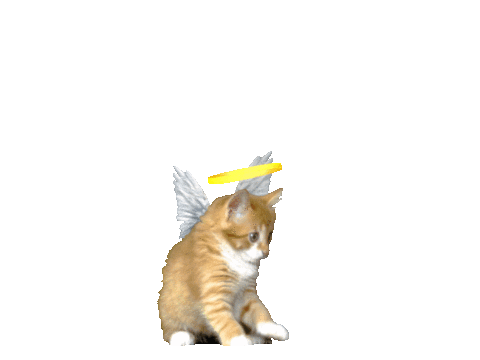 Bless You Cat Sticker by GIPHY Studios Originals for iOS & Android | GIPHY