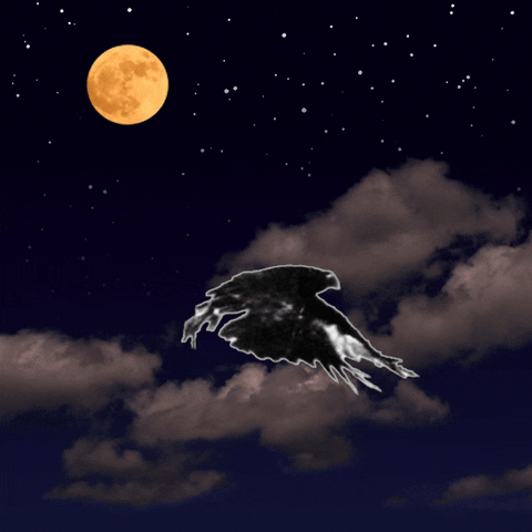 Crow GIF
