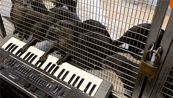 huffington post piano GIF by HuffPost