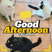 Good Afternoon Cat GIF