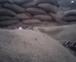 Cat Kitten GIF