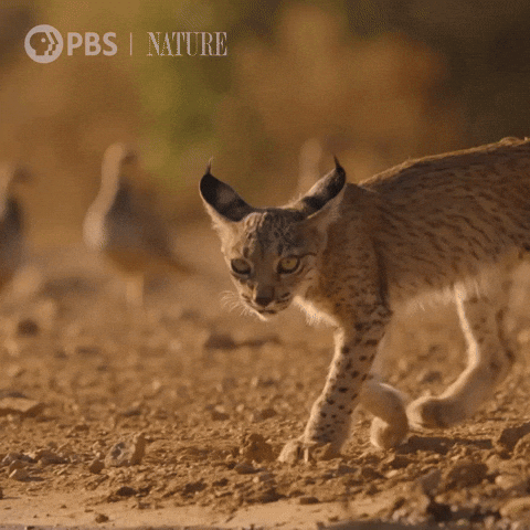 Explore Baby Animal GIF by Nature on PBS