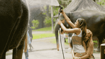 Elephant Bali GIF by The Only Way is Essex