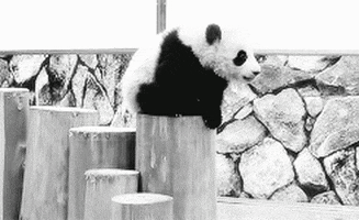 panda bear falling GIF
