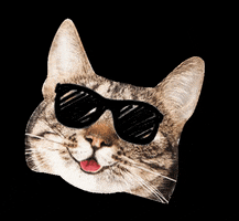 Cat Love GIF by Elements Digital