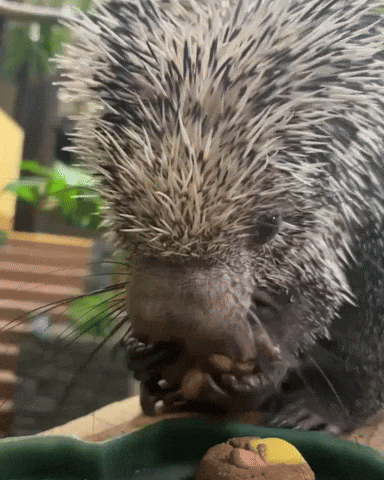 GIF by Valley Zoo Development Society