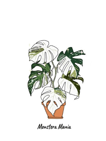 Plant GIF by Monstera Mania