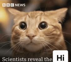 Cat Hi Hello GIF