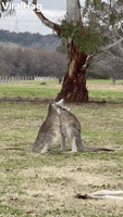 Kangaroos GIF by ViralHog