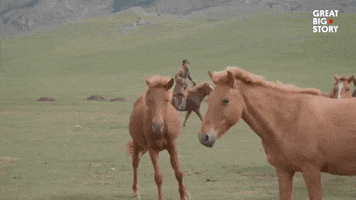 Horse GIF by Great Big Story
