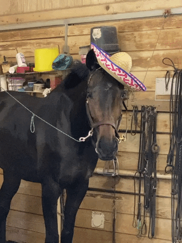 Horse GIF