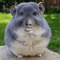 In Love Chinchilla GIF