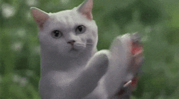 Video gif. White cat looks at us seriously as it hits a tambourine with its paw.