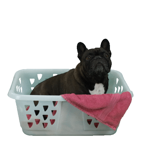 Bulldog Laundry Sticker by LanaBandana Dogwear