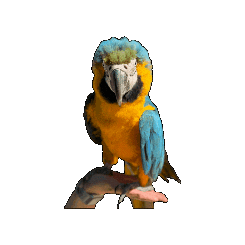 Wildlife Parrot Sticker by Gumbuya World