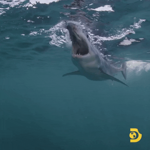 Angry Summer GIF by Shark Week