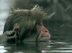 Wildlife gif. A snow monkey is lost in thought as it sits in a hot spring with snow falling around it. Another monkey gently touches its ear to get its attention and it turns around, smacking its lips.