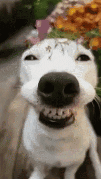 Smiling Dog GIFs - Get the best GIF on GIPHY