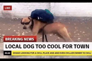 Not Funny Dog GIF