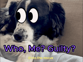 Video gif. A Border Collie is laying on a couch. Two googly eyes are edited on its face, and they look side to side. Text reads, "Who, me? Guilty?"