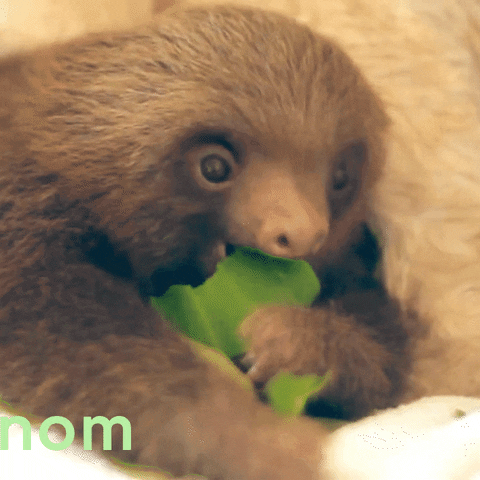 Alpha Sloth GIF by Gravitas Ventures