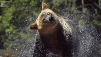 water motion bear shaking