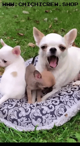 Cute GIF