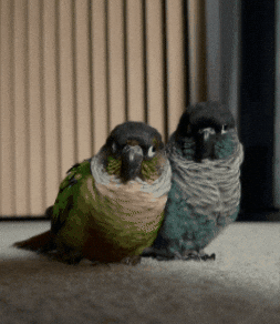 Parrot GIF