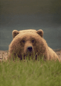Grizzly Bear Gif - Khám Phá Những Hình Ảnh Động Vật Tuyệt Vời và Ứng Dụng Thực Tế