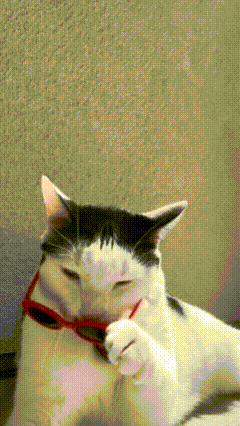 Cool Cat Melon GIF
