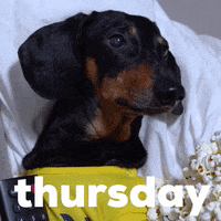 Dog GIF by Sealed With A GIF