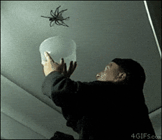 spider falls GIF spider falls GIF