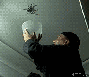 Spider Falls GIF - Find & Share on GIPHY