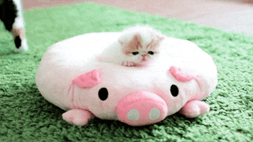 oink GIF