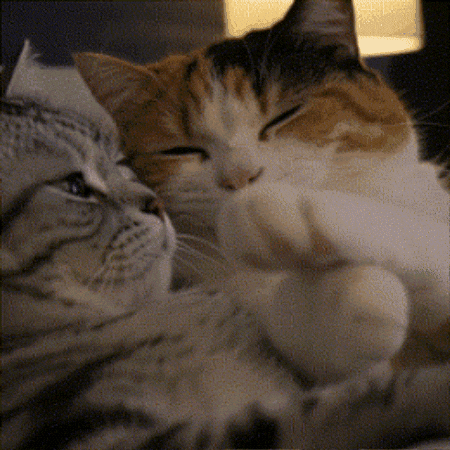 Good Night Love GIF