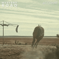 Mystery Road Horse GIF by Acorn TV