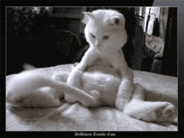 Video gif. A white cat sits in a strangely humanlike position, watching its tail "wag" back and forth in front of it.