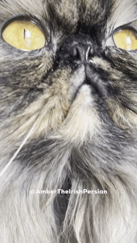Cat GIF