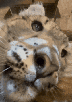 Blue Eyes Baby GIF by John Ball Zoo