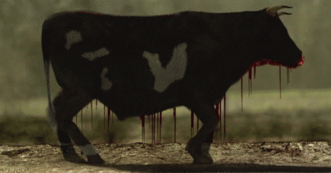 cow