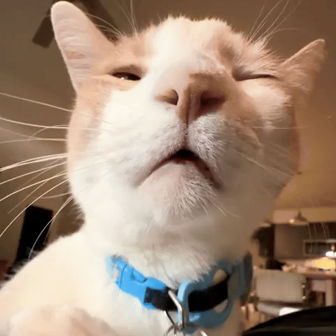 Cat Face GIF