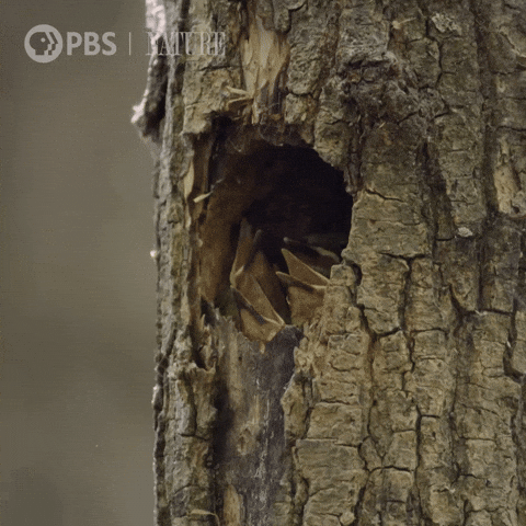 Pbs Nature Hello GIF by Nature on PBS