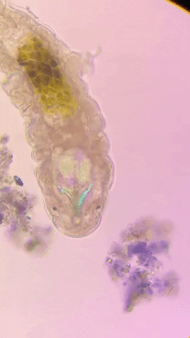 Tardigrade GIF