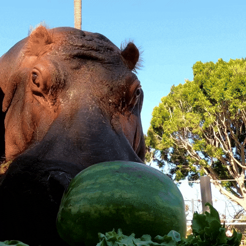 San Diego Eating GIF by San Diego Zoo Wildlife Alliance