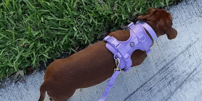 GIF by Urbana Pet