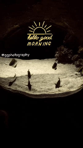 Ggphotography GIF