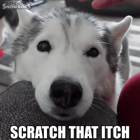 Scratching Siberian Husky GIF by Gone to the Snow Dogs
