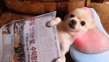 Video gif. Chihuahua lying on its back with a Korean newspaper as a blanket, using a shiatsu massager as a pillow.