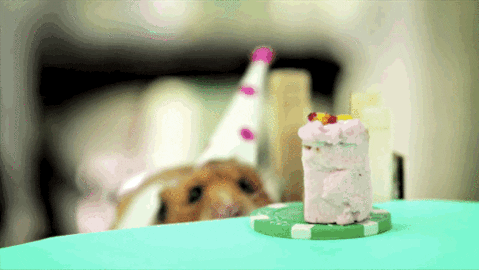 Pohyblivý sváteční gif s křečkem s narozeninovou čepičkou, pojídajícím malý kousek narozeninového dortíku. 