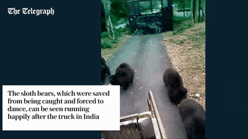 bears cute animals GIF by The Telegraph